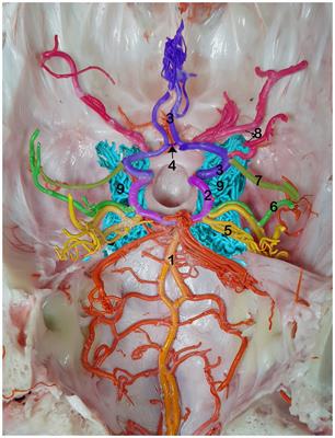 Comprehensive analysis of the rostral and caudal cerebral artery branching patterns in the dromedary camel (Camelus dromedarius)